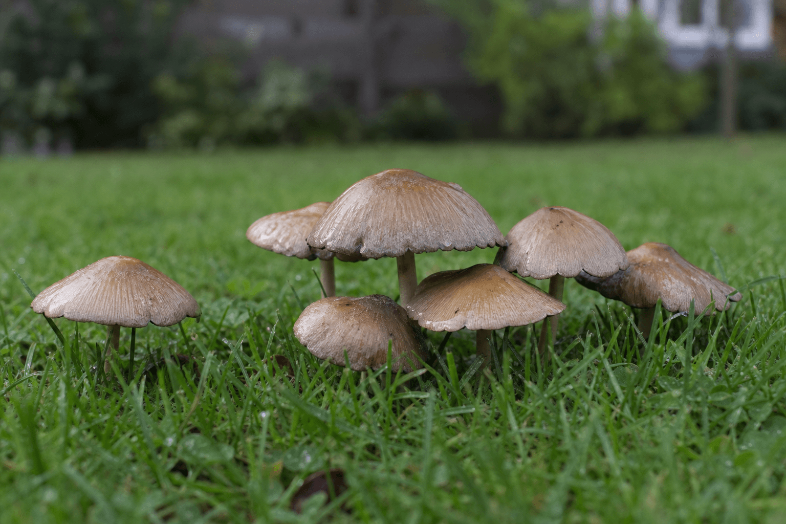 Toadstools on UK lawn grass after rain
