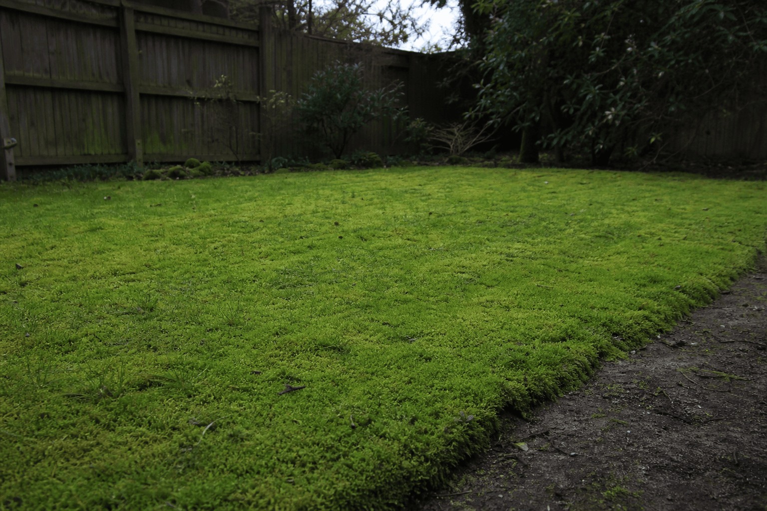 Moss invasion on shaded UK back garden lawn