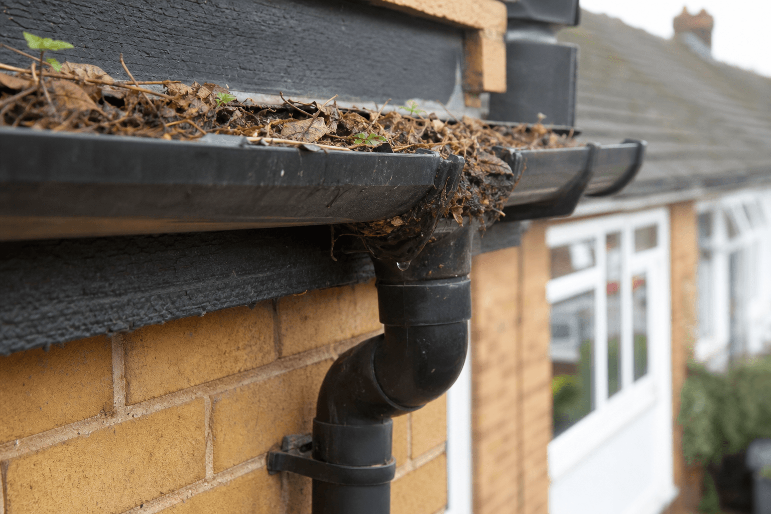 Blocked plastic gutter and downpipe on a UK house needing maintenance