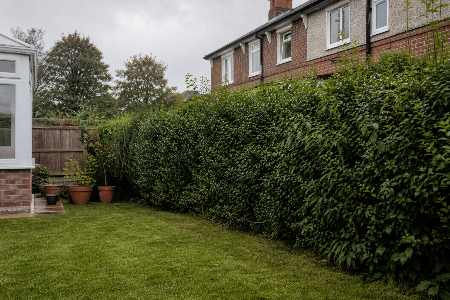 UK semi-detached garden with hedge and lawn showing seasonal upkeep