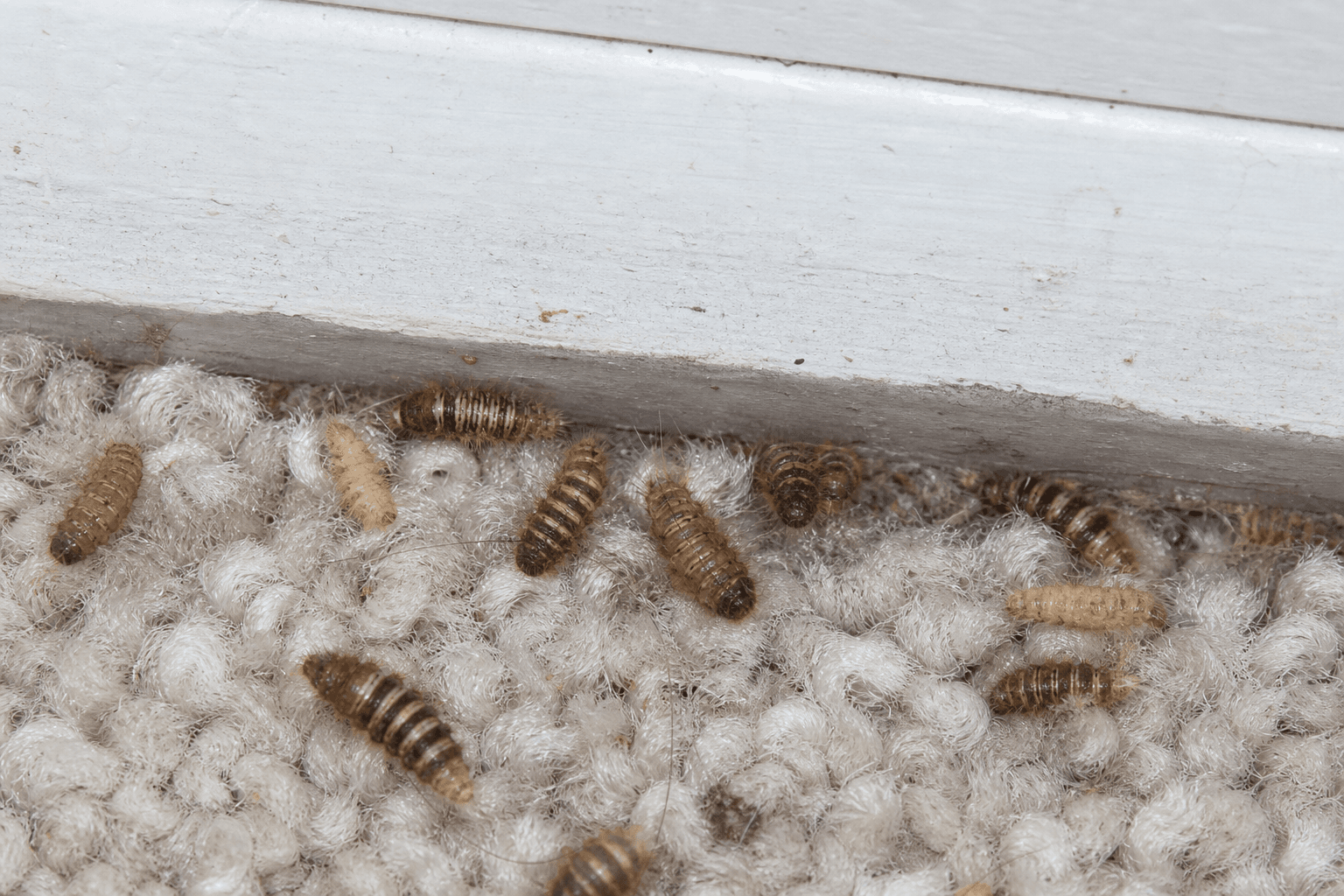 Varied carpet beetle larvae on wool carpet beside skirting