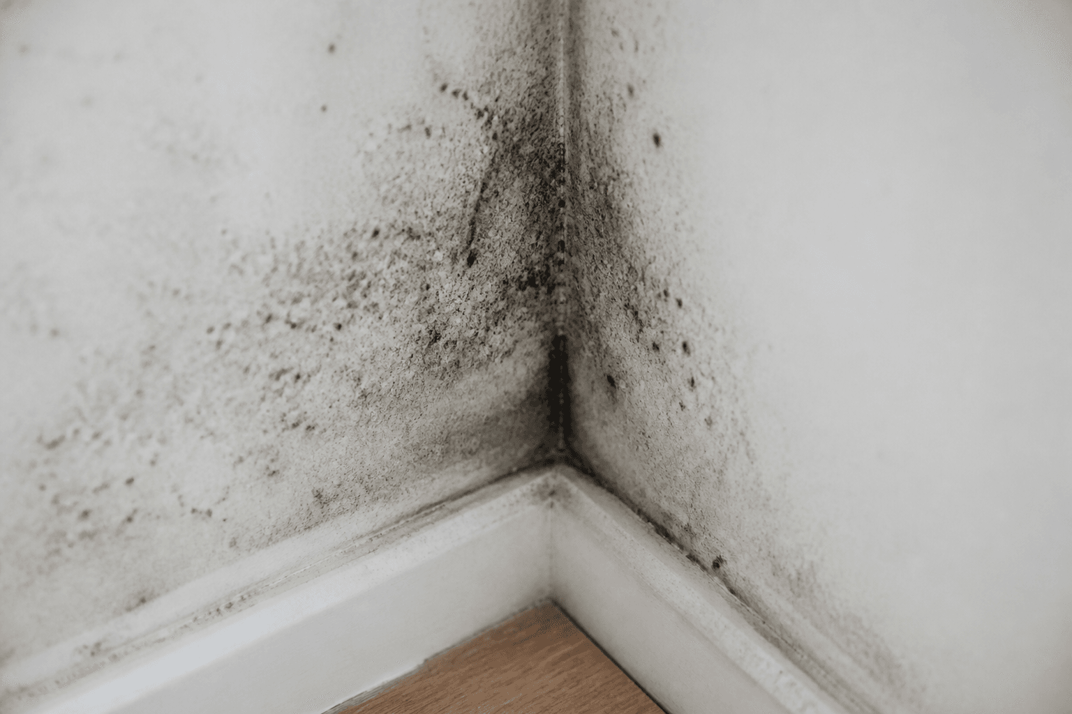 Close-up of black mould growth in a wall corner inside a UK home